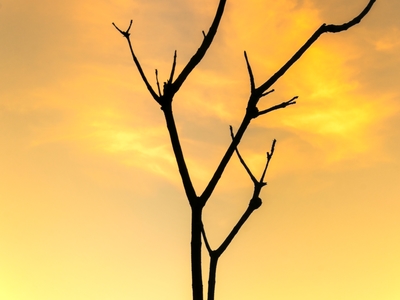 Galhos ao por do sol