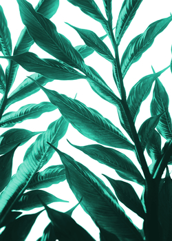 TROPICAL BOTANY ART - 01E - Quadro Arte Digital por UILLIAN  RIUS
