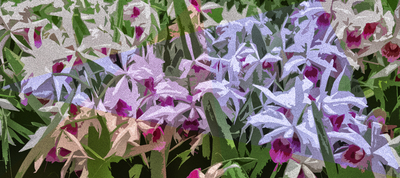 Orquídea Cattleya