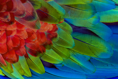 Arara vermelha degradê de cores